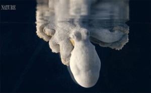 the colorblind octopus dreams